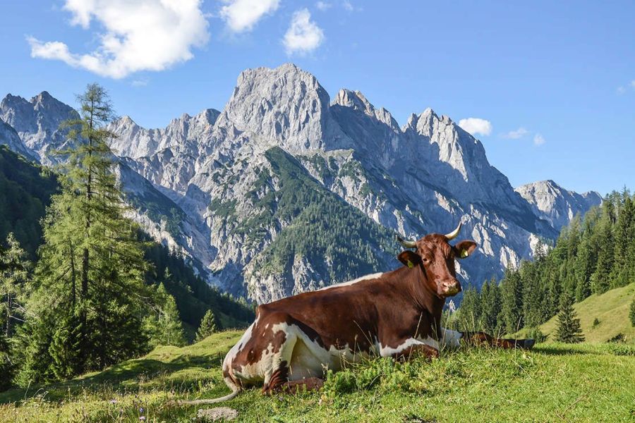 Alpen Appartements Viehhofen vakantiewoningen